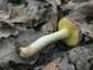 Molyhos tinóru (Xerocomus subtomentosus), Budai-hegység
